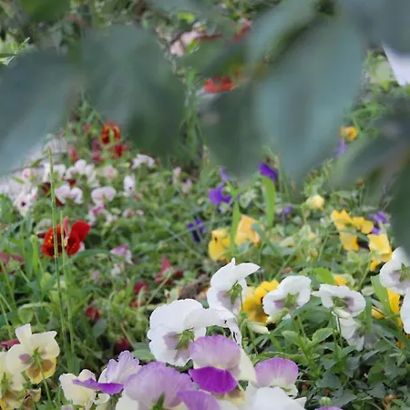 Morfi Daire Kalligoni